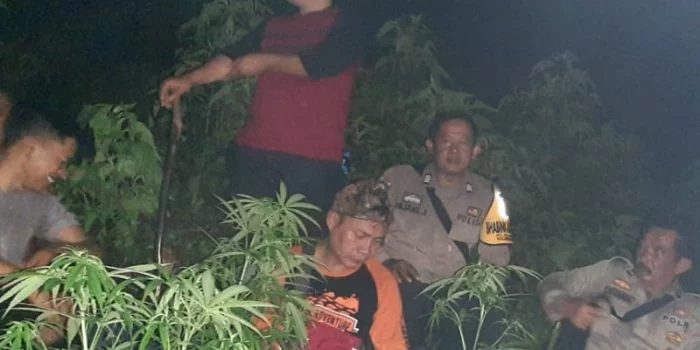 Polisi Menduga Tanaman Ganja di Kawasan BKSDA Gunung Guntur Sengaja Ditanam