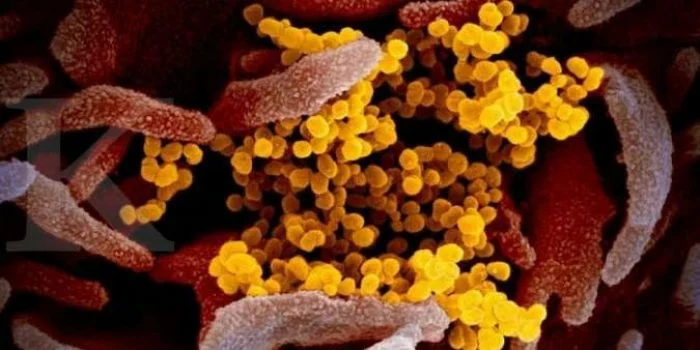 Vaksin Berkode mRNA-1273, Pemerintah AS Uji Coba Vaksin Virus Corona ke Manusia