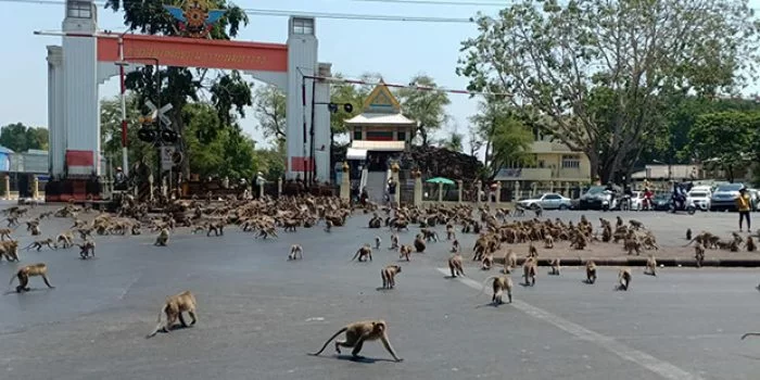 Video Viral Ratusan Monyet Tawuran Berebut Makanan, Imbas Corona