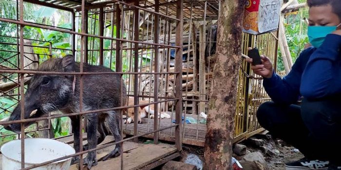 Heboh Adanya Babi Hutan Berkaki Aneh, Warga: Jari-jarinya Seperti Ayam Berukuran Besar dan Panjang