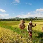 Dampak Pandemi Gagas Petani Milenial, Pemprov Jawa Barat: Regenerasi Petani di Jawa Barat