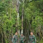 Pohon Pisang Raksasa di Ketinggian 1.500 – 2.000 meter di Atas Permukaan Laut, Pegunungan Arfak