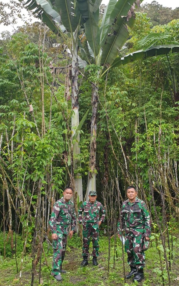 Pohon Pisang Raksasa di Ketinggian 1.500 – 2.000 meter di Atas Permukaan Laut, Pegunungan Arfak