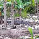 Buaya saat naik ke kebun pisang warga Desa Ganepo. (Foto: borneonews.co.id)