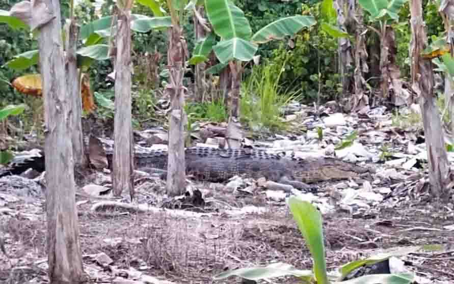 Buaya saat naik ke kebun pisang warga Desa Ganepo. (Foto: borneonews.co.id)