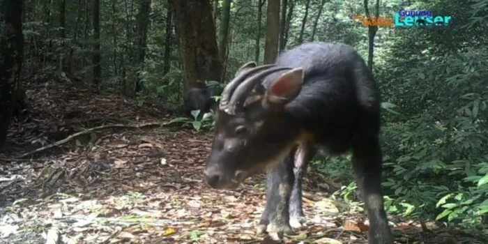 Kambing hutan sumatera yang terpantau di TNGL. Foto: Dok. Taman Nasional Gunung Leuser