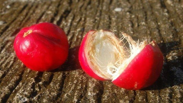 'Bagai Memakan Buah Simalakama' Ini Penampakan Asli dan Khasiatnya