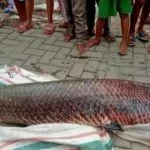 Heboh Ditemukan Ikan Arapaima di Tangerang: Asal Amazon-Dilarang di RI