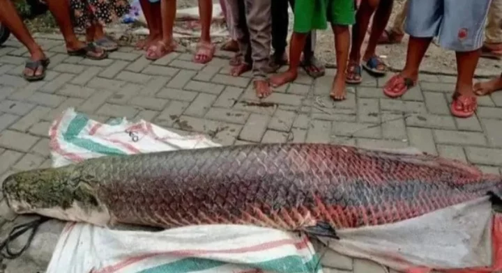 Heboh Ditemukan Ikan Arapaima di Tangerang: Asal Amazon-Dilarang di RI